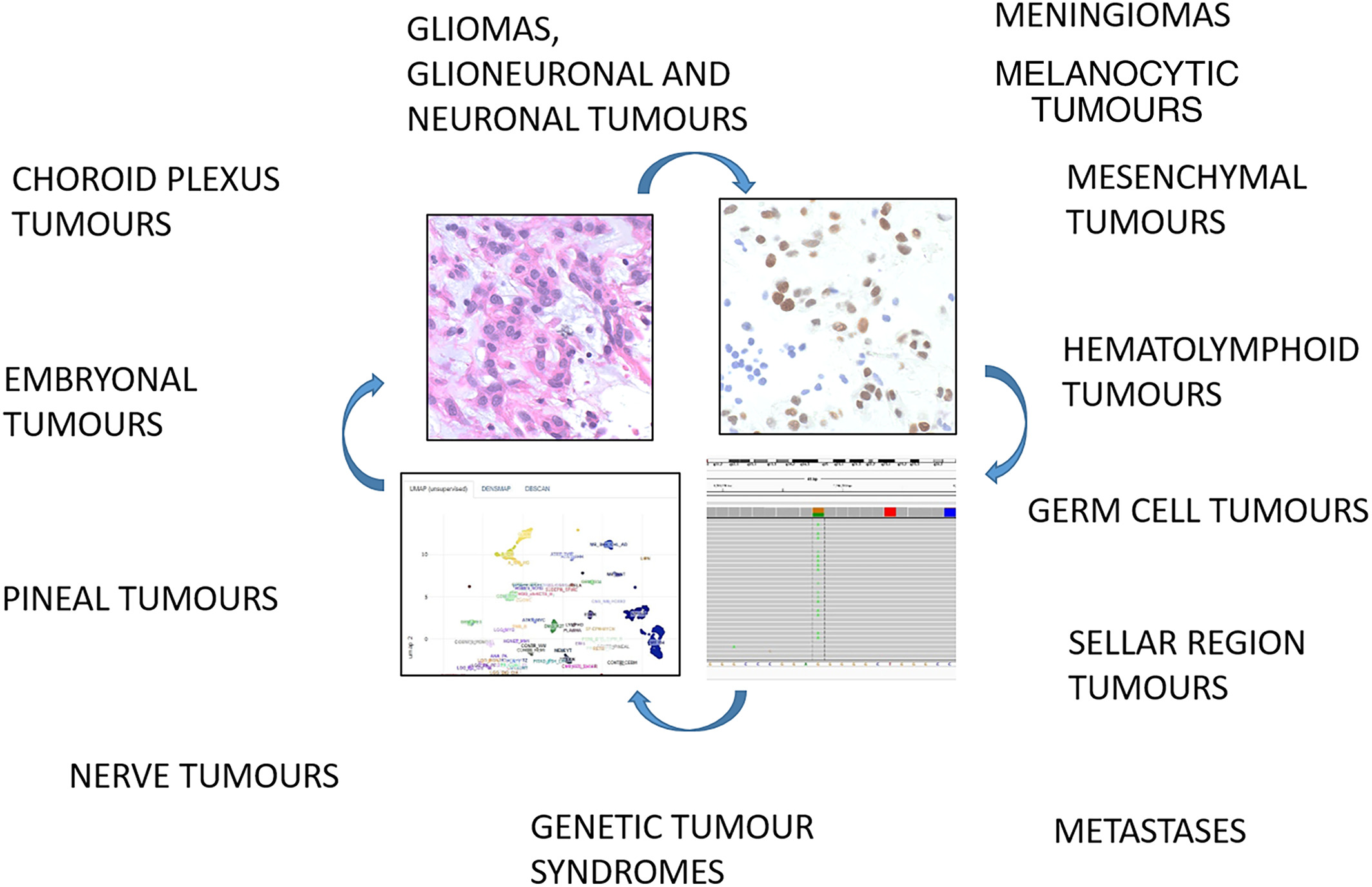 Brain Pathology: Mini Symposium